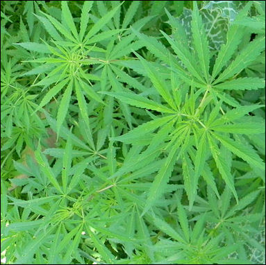 20120527-Cannabis from pakistan.jpg